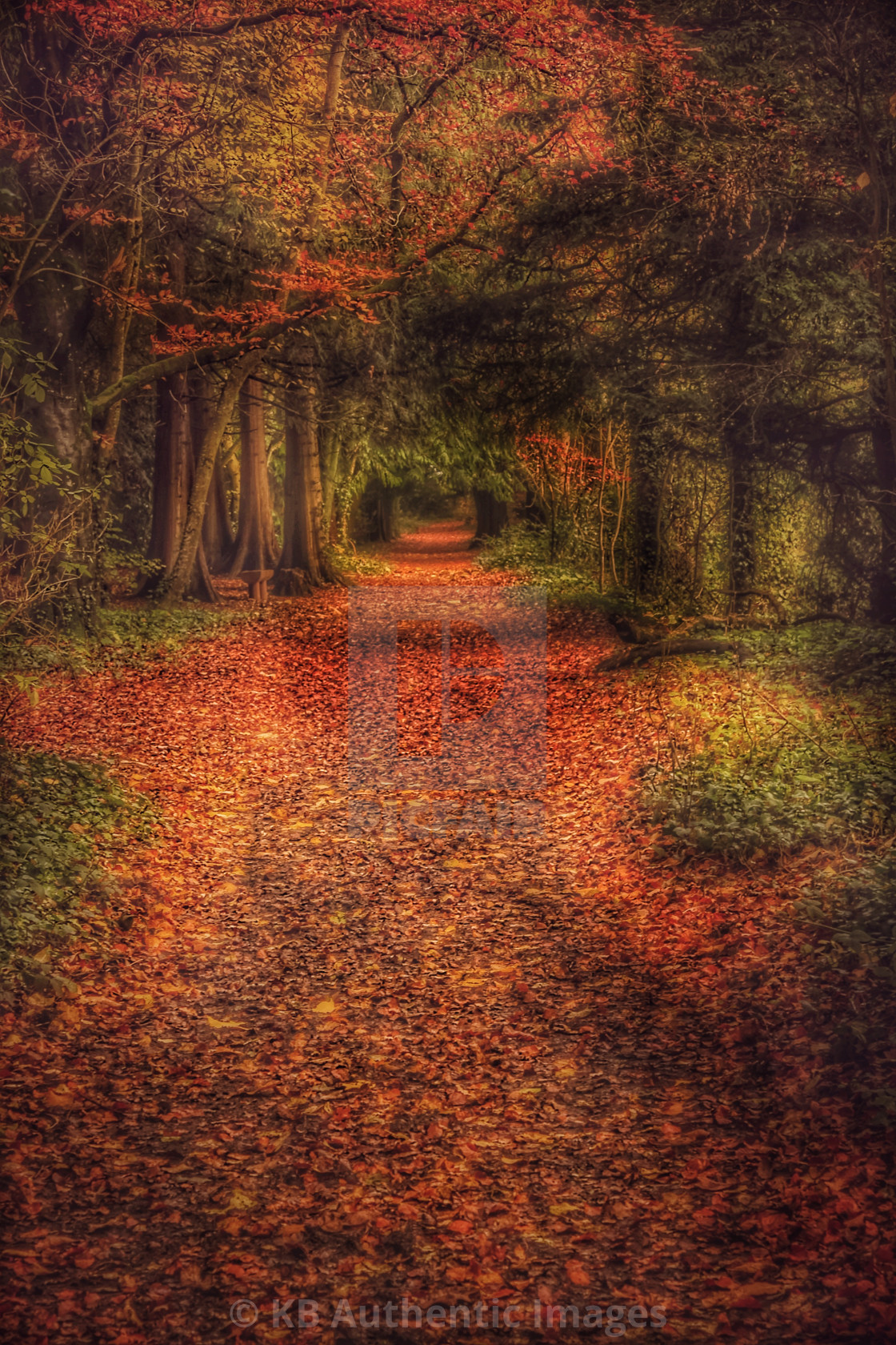 "Autumn Woodland Walk" by KB Authentic Images - £18.60 "Autumn Woodland Walk" stock image