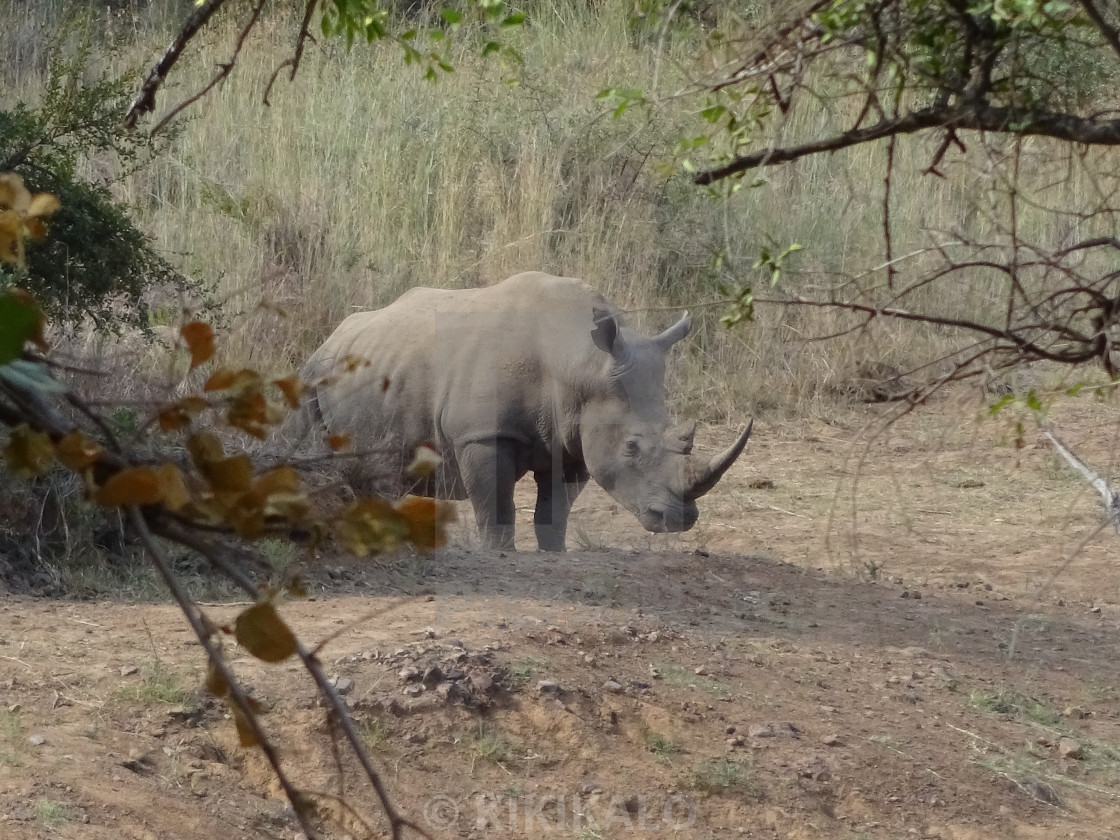 "'Majestic White Unicorn' - White Rhino Love" stock image