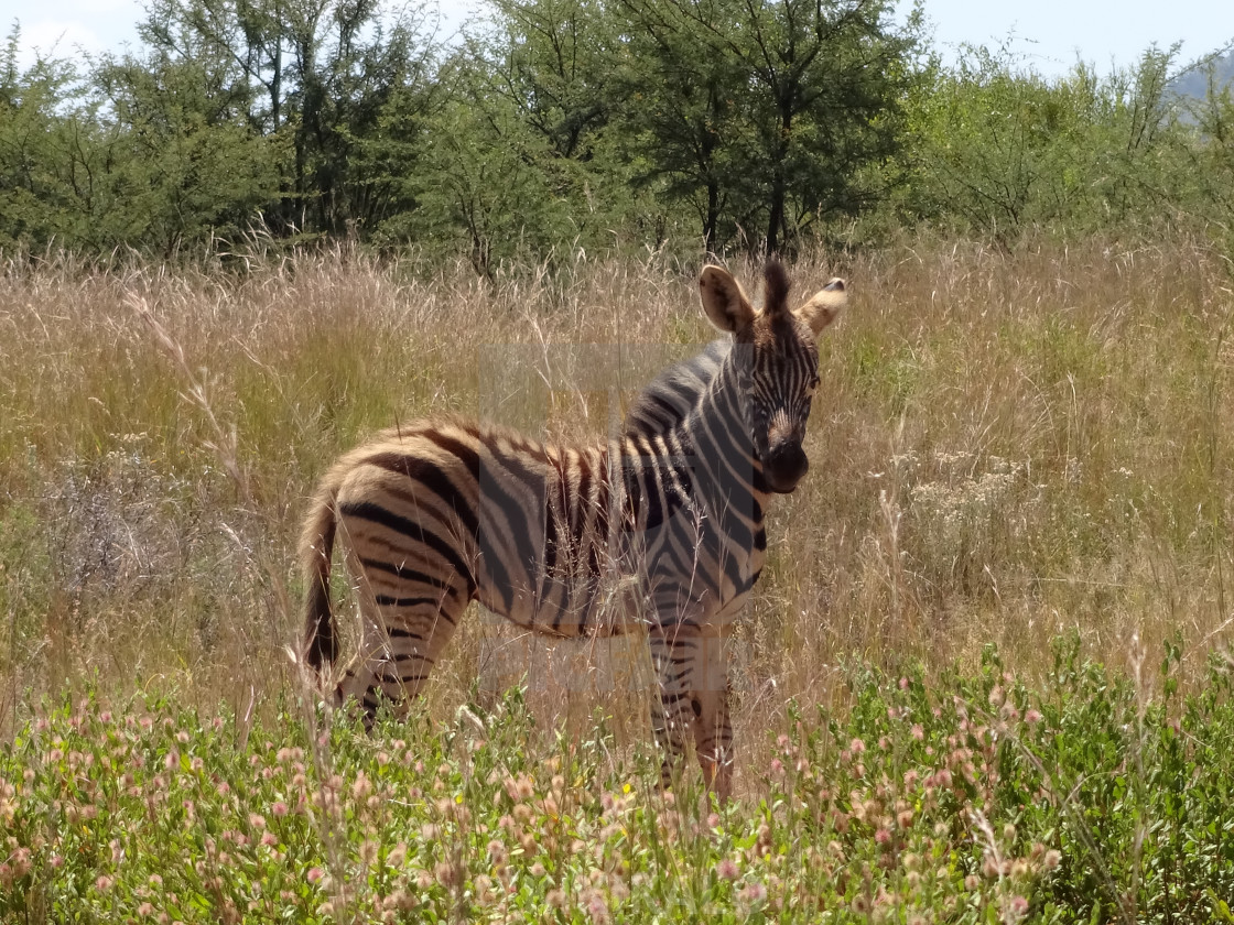 "'Baby Zebra Love' - On Safari" stock image