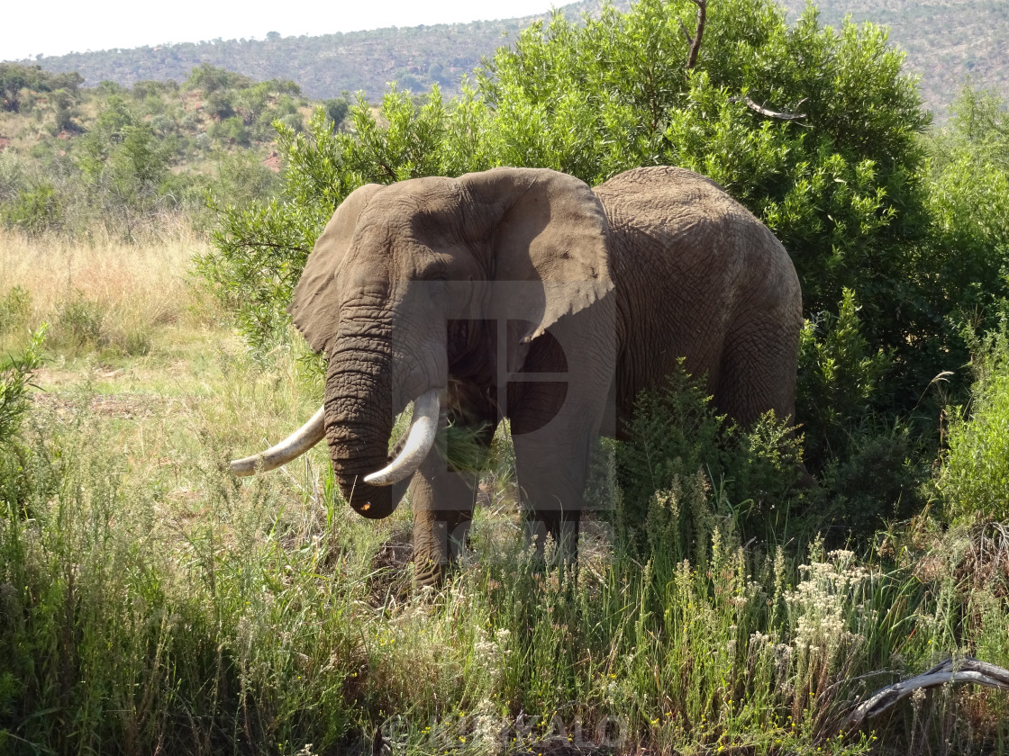 "'Wild Elephant Love' - In The Wilderness" stock image