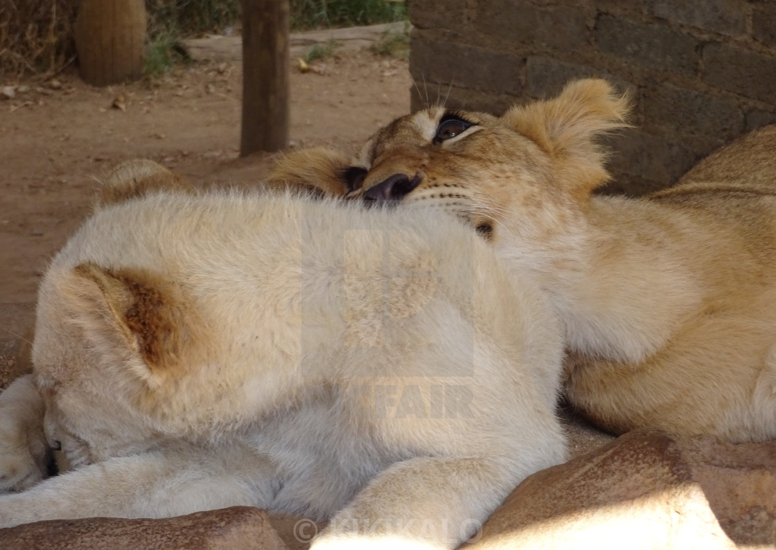 "'Snuggle Buddies' - Cub Love" stock image