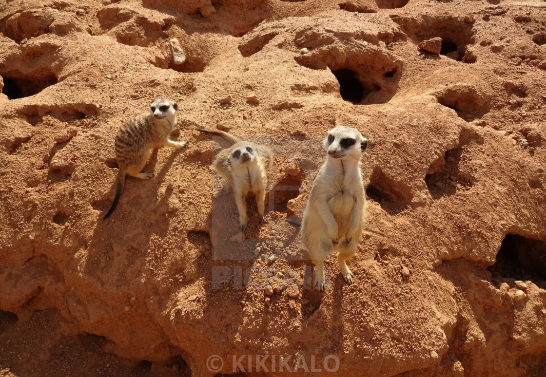 "'The 3 Amigos' - Meerkat Life" stock image