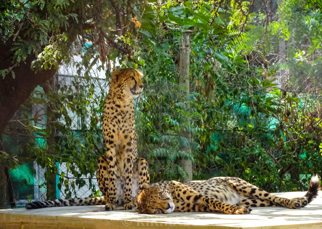 "'Cheetah Duo Chilling' - Conservation Life" stock image