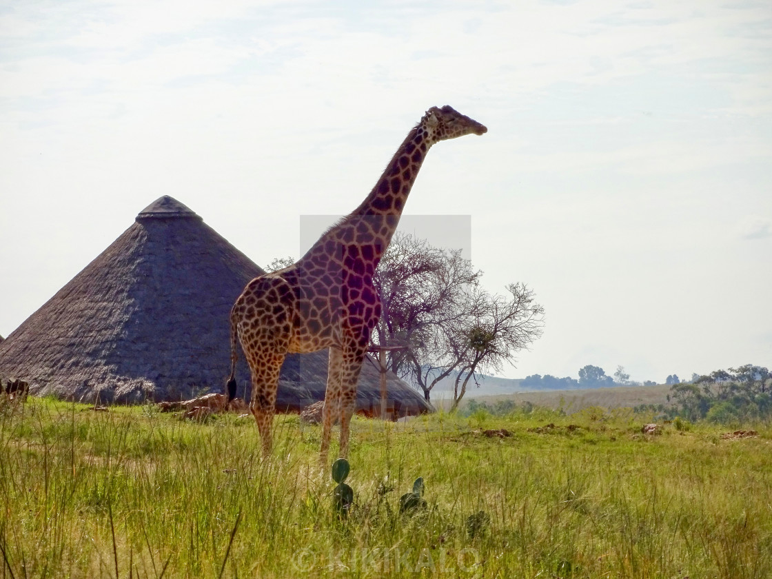 "'Giraffe Reception' - Safari Ranch" stock image