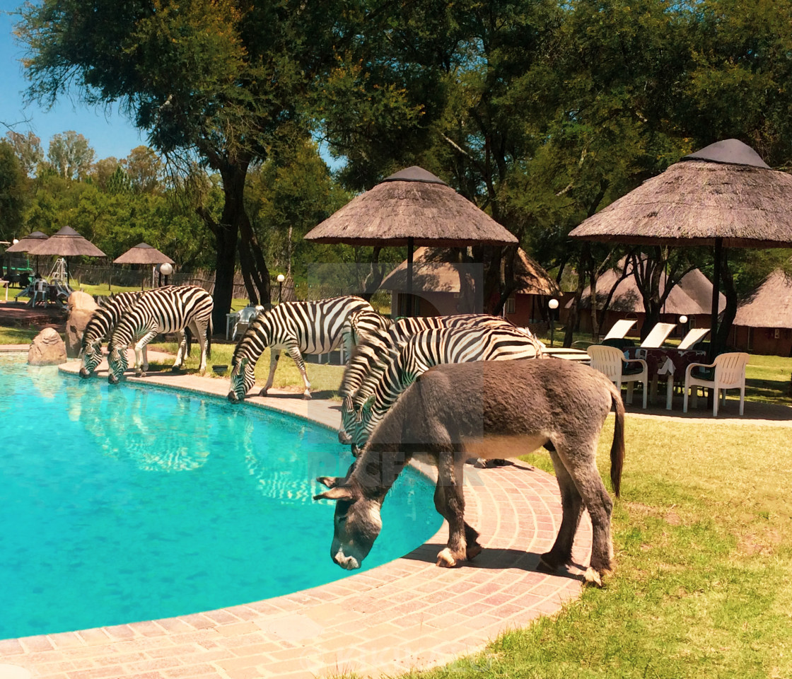 "'Dazzle Happy Hour' - Zebra Zeal Poolside Drinks" stock image