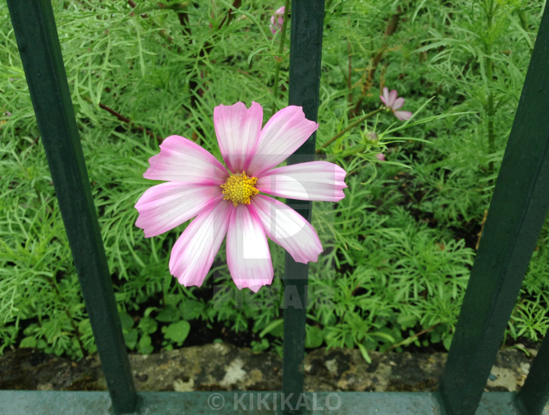 "'Pink Cosmos Flower'" stock image