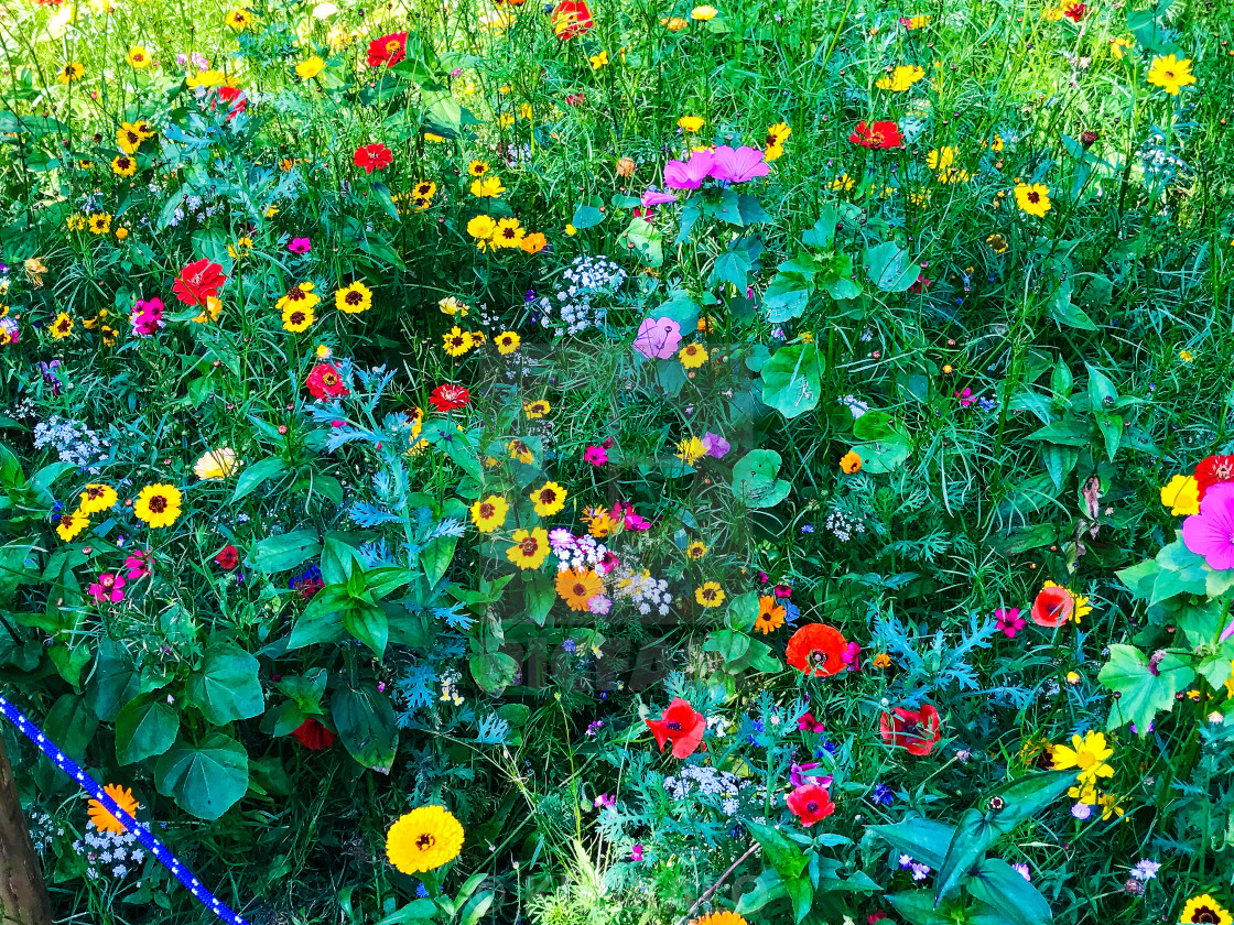 "'Field of Summer Dreams' - Wildflower Love" stock image