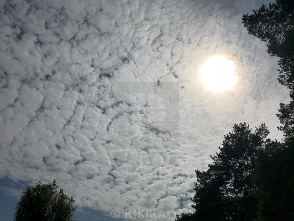 "'Blanket of Fluffy Cloudscape' - Altocumulus Stratiformis Cloudlets" stock image