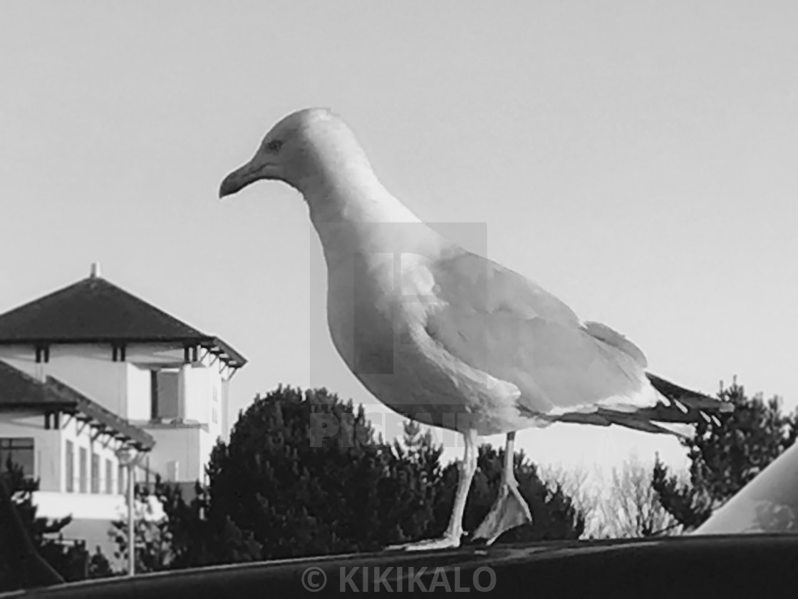 "'Seagull Strut' - Car Roof Top" stock image