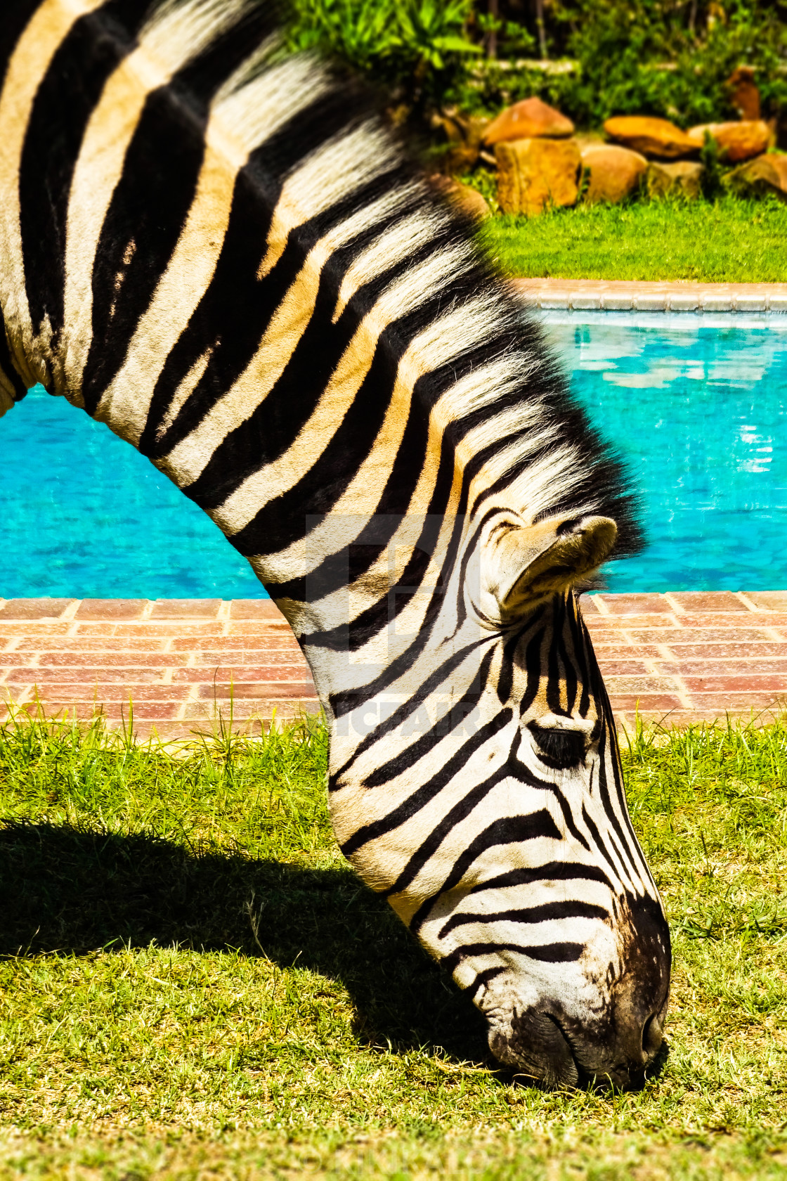 "'Stripy Poolside Views' - Zebra Hangs" stock image