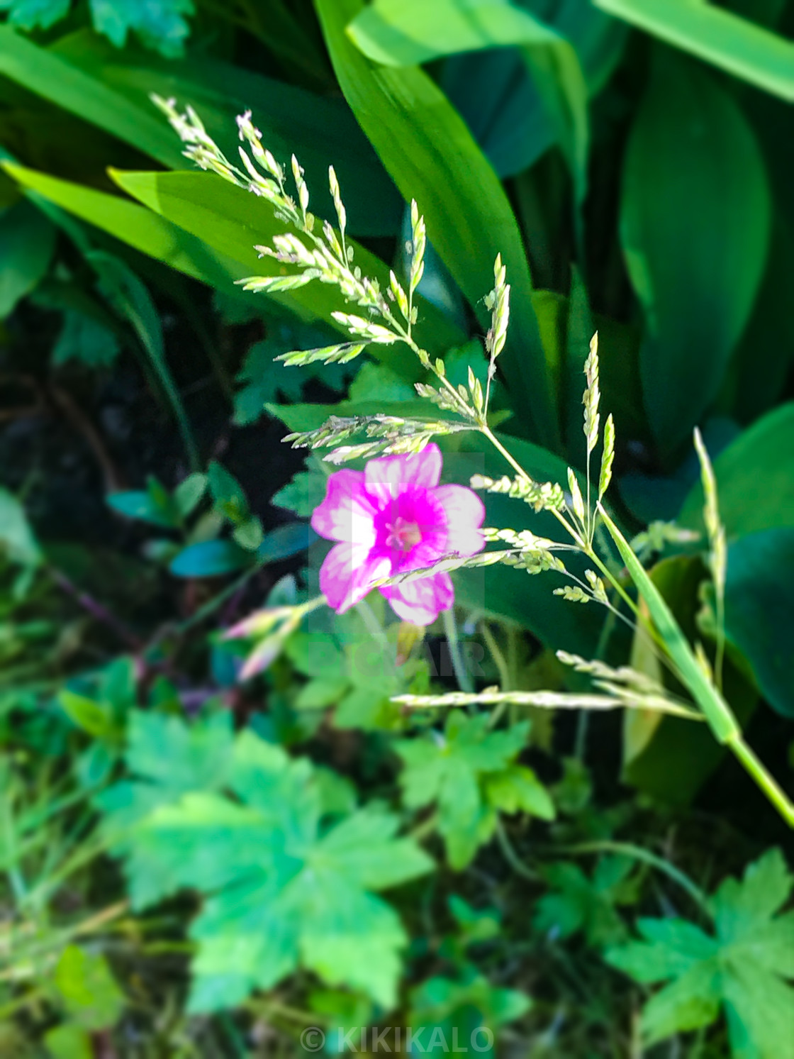 "'Through The Looking Grass' - Pink Floral Love" stock image