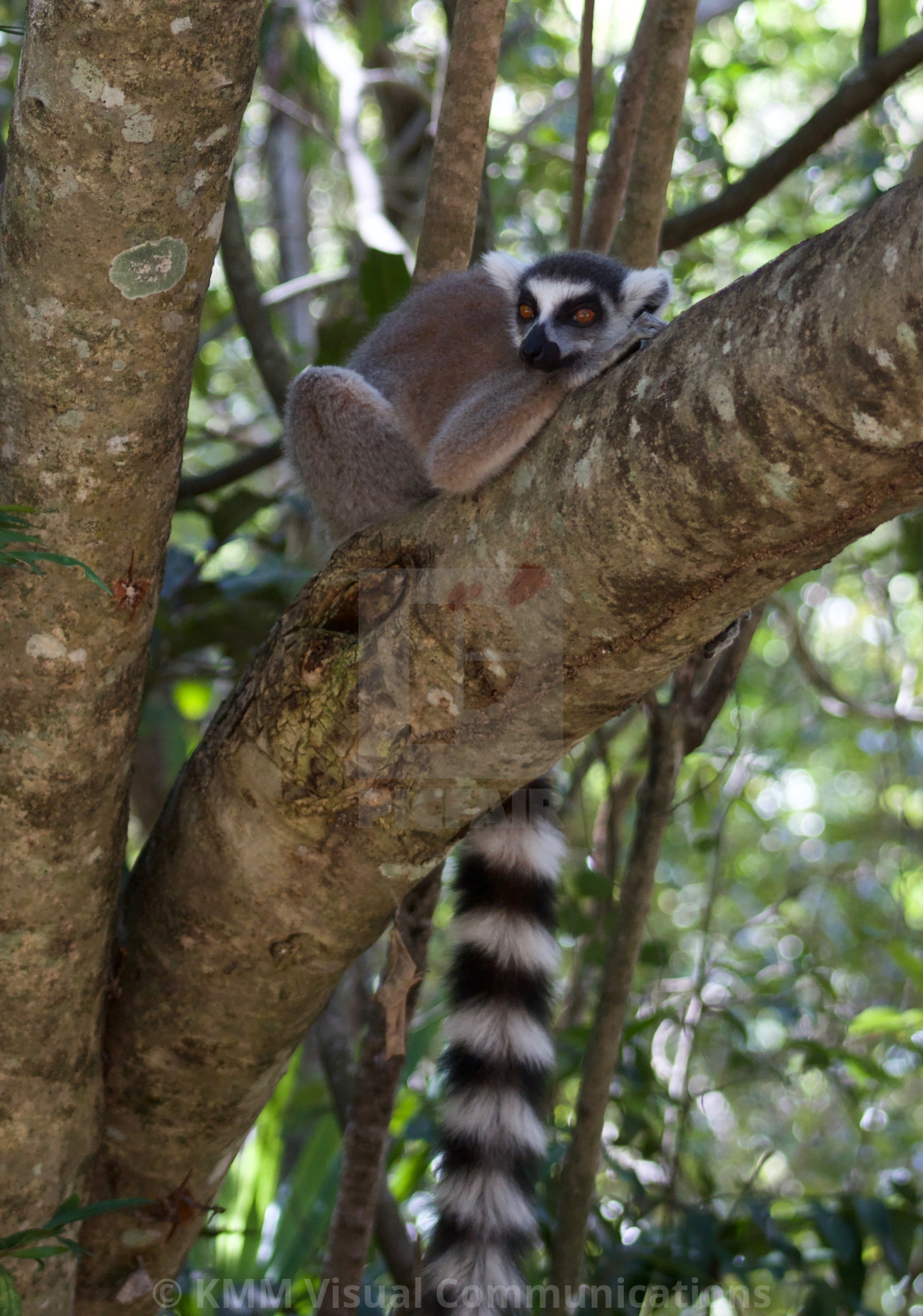"Ring-tailed Lemur" by KMM Visual Communications - $15.22 "Ring-tailed Lemur" stock image