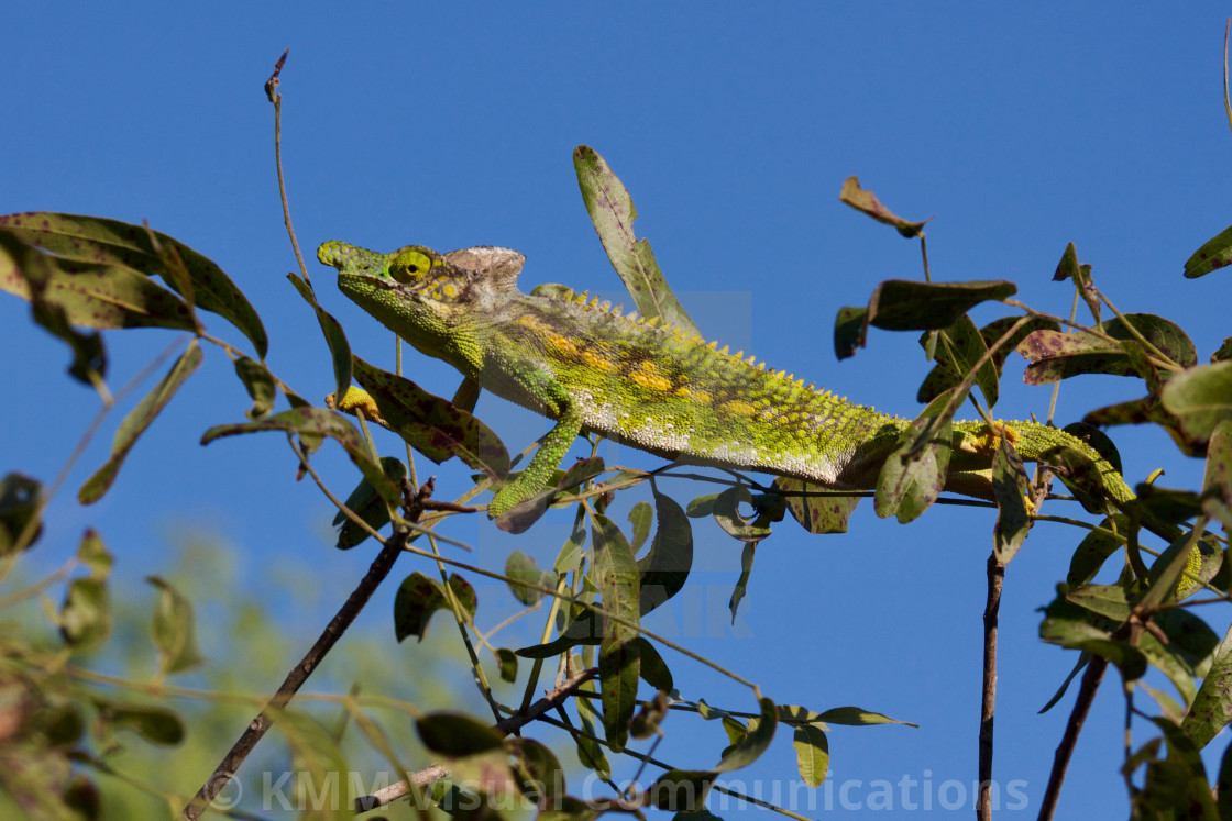 "Labord's chameleon, Ifaty, Madagascar" by KMM Visual Communications - $15.22 "Labord's chameleon, Ifaty, Madagascar" stock image
