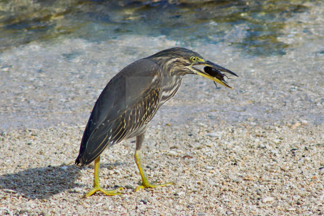 "Juvenile Striated Heron with Shrimp, Mauritius" by KMM Visual Communications - $15.22 "Juvenile Striated Heron with Shrimp, Mauritius" stock image