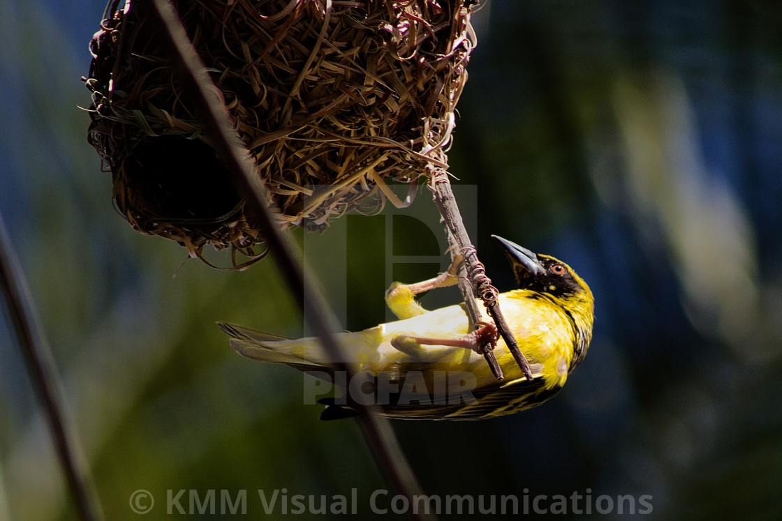 "Village Weaver, Mauritius" by KMM Visual Communications - $15.22 "Village Weaver, Mauritius" stock image