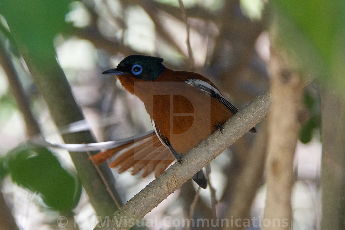 "Malagasy paradise flycatcher" by KMM Visual Communications - $15.22 "Malagasy paradise flycatcher" stock image