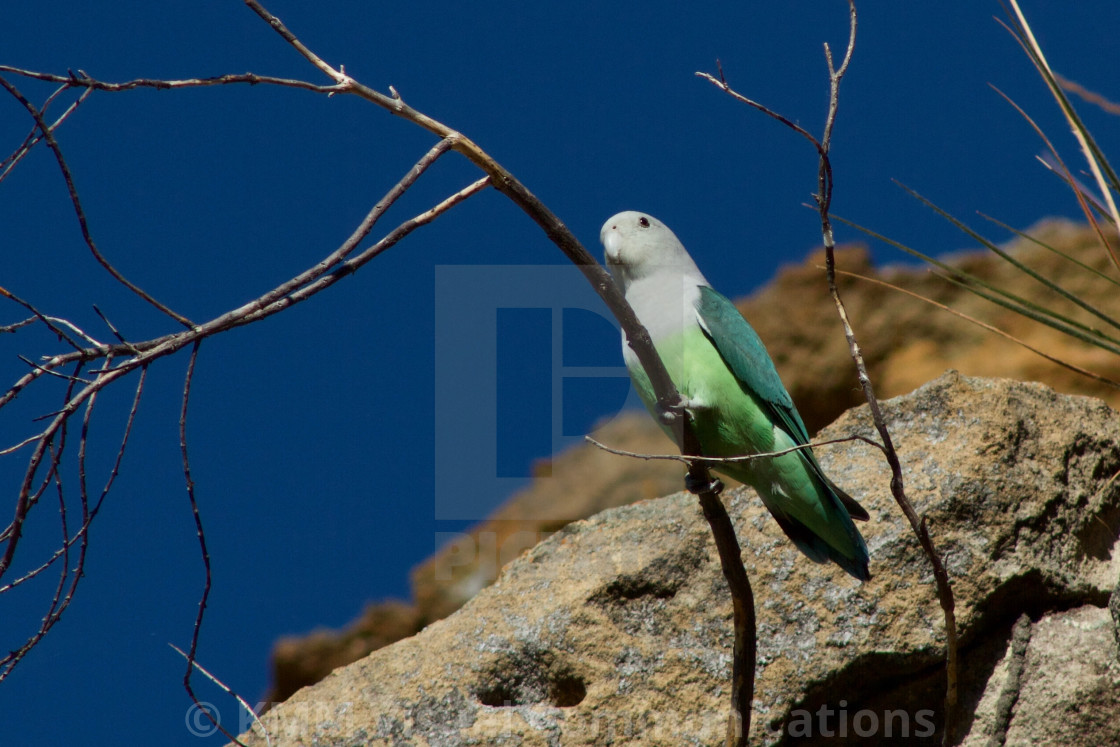 "Grey-headed Lovebird, Madagascar" by KMM Visual Communications - $15.22 "Grey-headed Lovebird, Madagascar" stock image