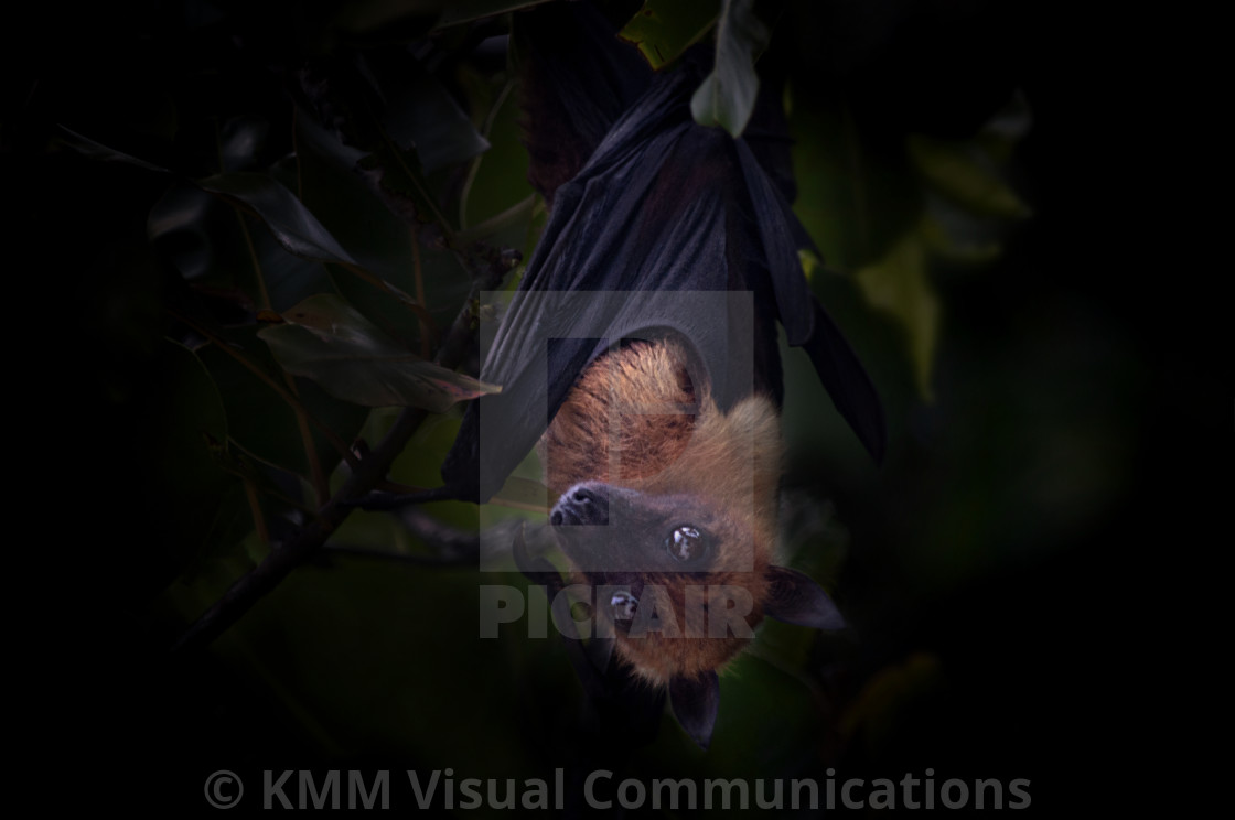 "Indian fruit bat/flying fox" by KMM Visual Communications - $15.22 "Indian fruit bat/flying fox" stock image