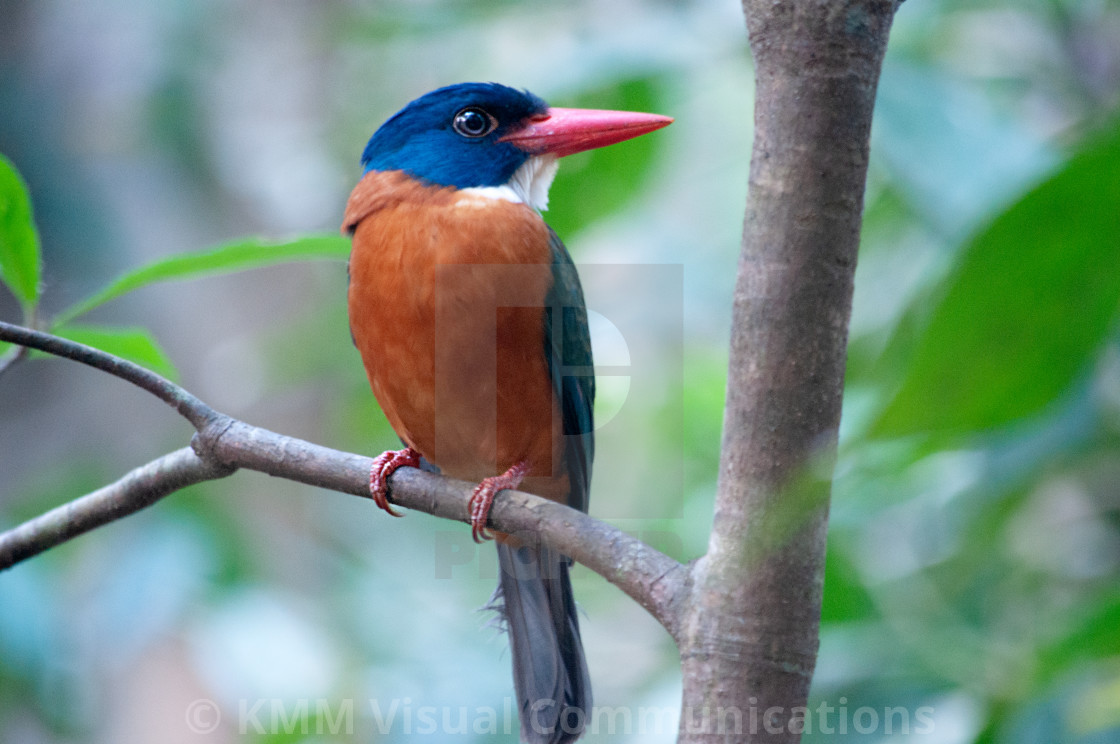 "Green-Backed Kingfisher, North Sulawesi" by KMM Visual Communications - $15.22 "Green-Backed Kingfisher, North Sulawesi" stock image