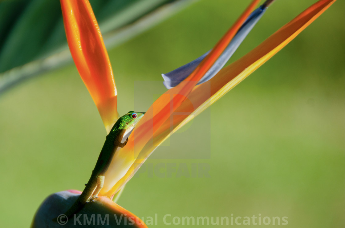 "Gold Dust Day Gecko, Maui, Hawaii" by KMM Visual Communications - $15.22 "Gold Dust Day Gecko, Maui, Hawaii" stock image