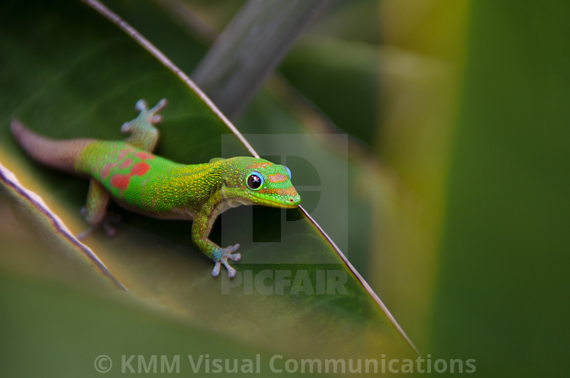 "Gold Dust Day Gecko, Hawaii" by KMM Visual Communications - $15.22 "Gold Dust Day Gecko, Hawaii" stock image