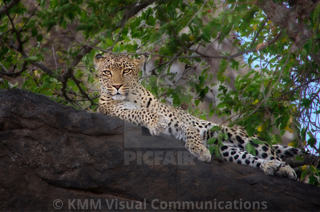 "Leopard, Kruger National Park" by KMM Visual Communications - $15.22 "Leopard, Kruger National Park" stock image
