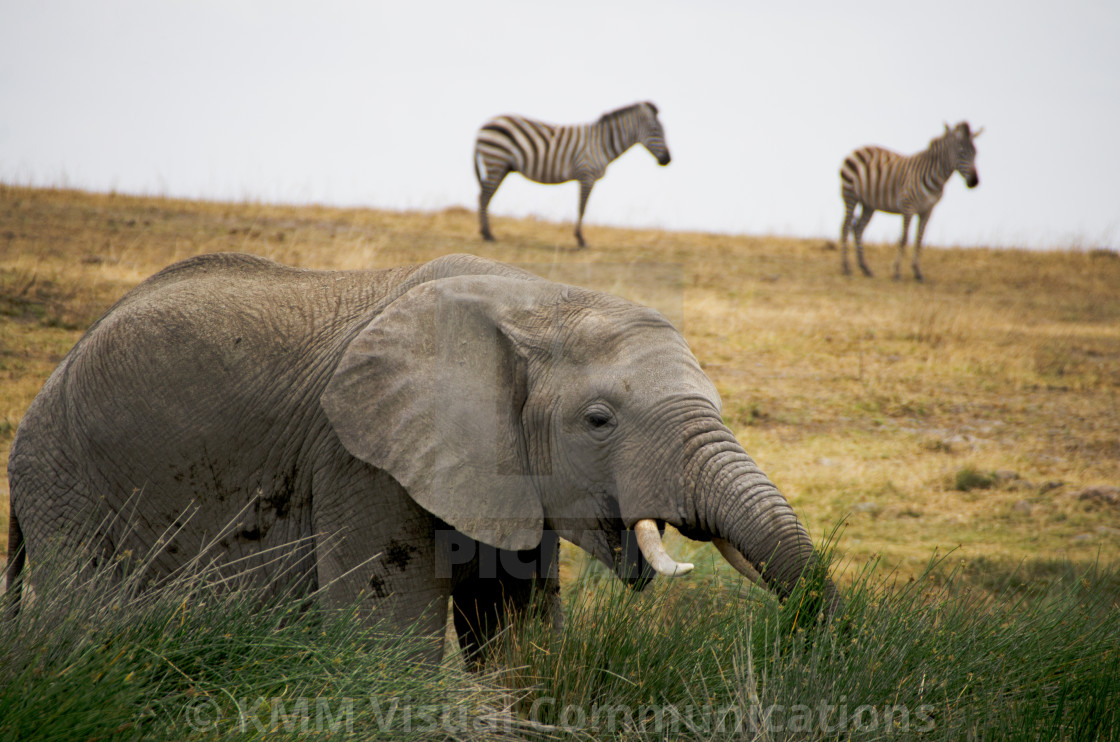 "Elephant Grazing, Tarangire National Park, Tanzania" by KMM Visual Communications - $15.22 "Elephant Grazing, Tarangire National Park, Tanzania" stock image