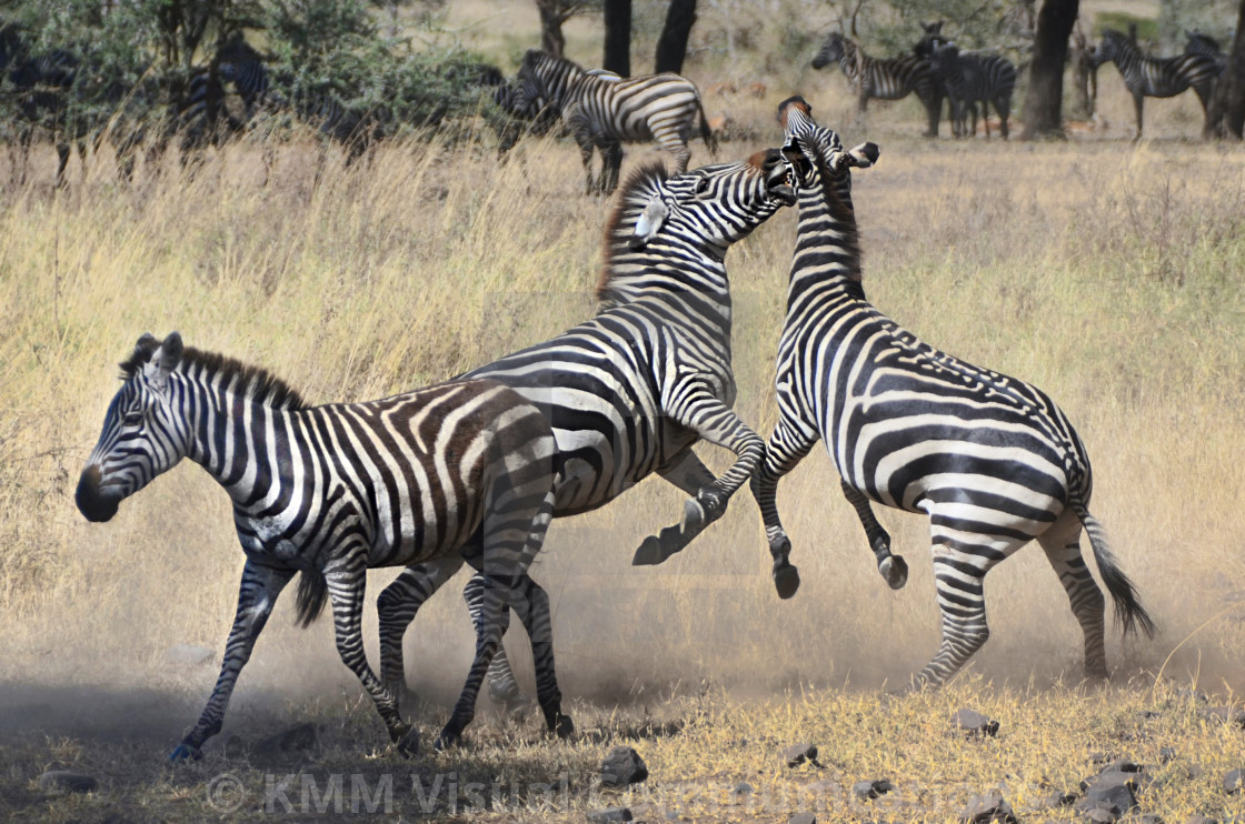 "Zebras Fighting, Ngorongoro Crater, Tanzania" by KMM Visual Communications - $15.22 "Zebras Fighting, Ngorongoro Crater, Tanzania" stock image