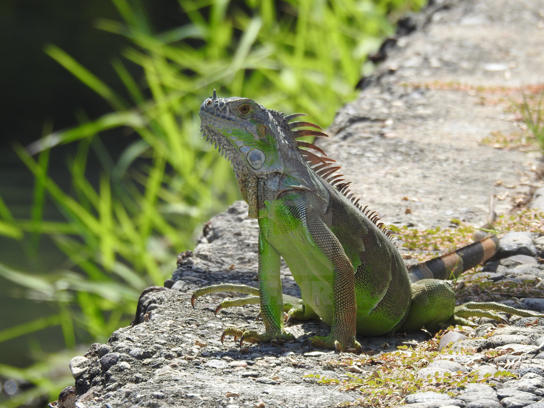 "Green Iguana, Puerto Vallarta, Mexico" by KMM Visual Communications - $15.22 "Green Iguana, Puerto Vallarta, Mexico" stock image