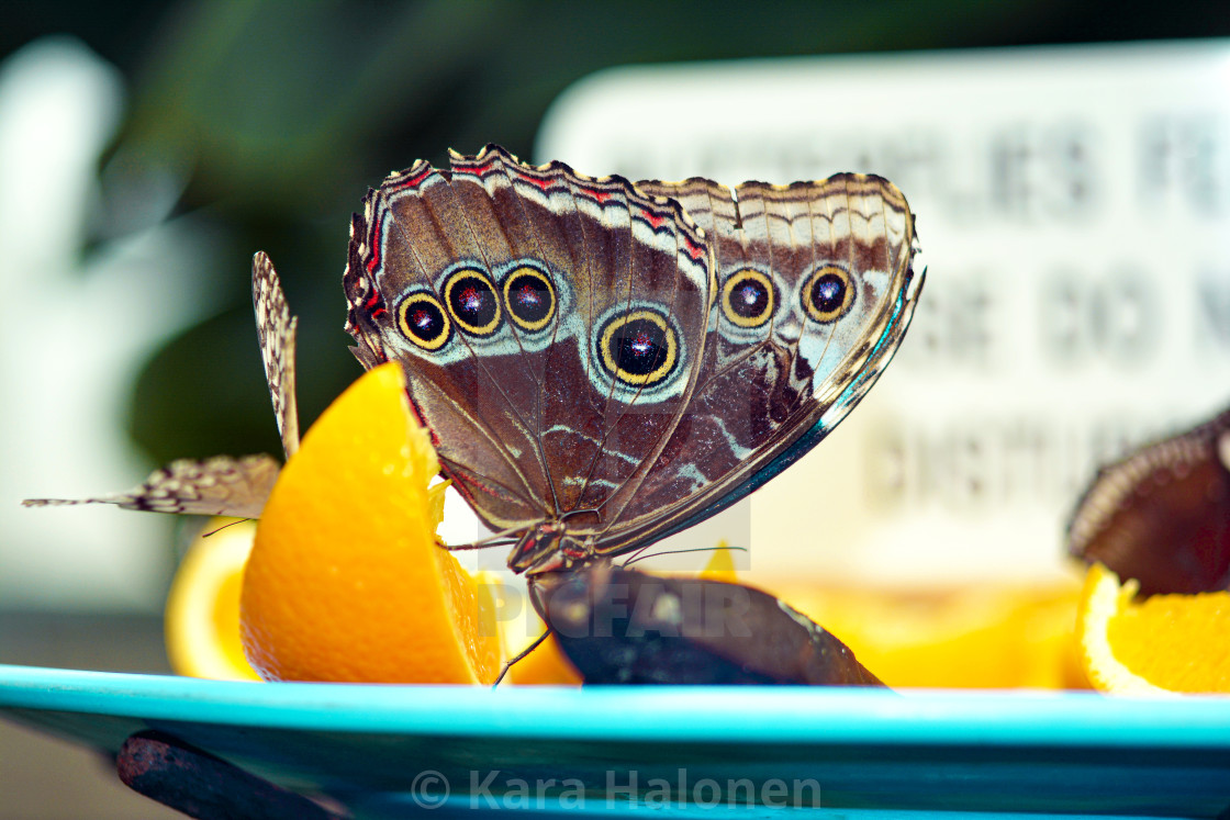 "Niagara Falls Ontario Canada Parks Butterfly Conservatory" by Kara Halonen - $15.31 "Niagara Falls Ontario Canada Parks Butterfly Conservatory" stock image