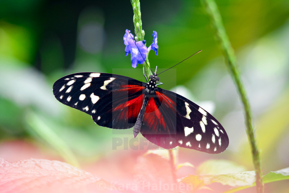 "Niagara Falls Ontario Canada Parks Butterfly Conservatory" by Kara Halonen - $15.31 "Niagara Falls Ontario Canada Parks Butterfly Conservatory" stock image