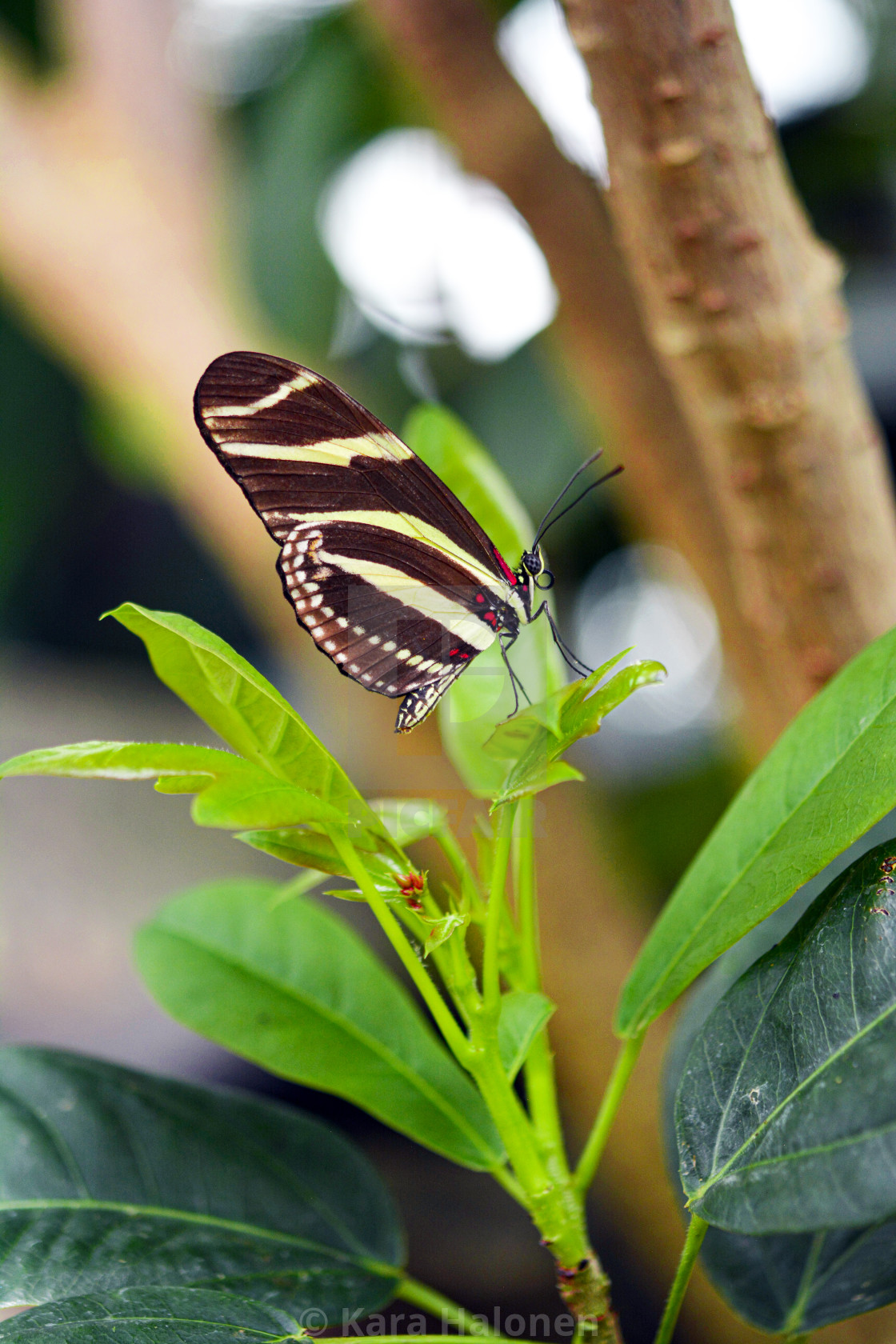 "Niagara Falls Ontario Canada Parks Butterfly Conservatory" by Kara Halonen - $15.31 "Niagara Falls Ontario Canada Parks Butterfly Conservatory" stock image