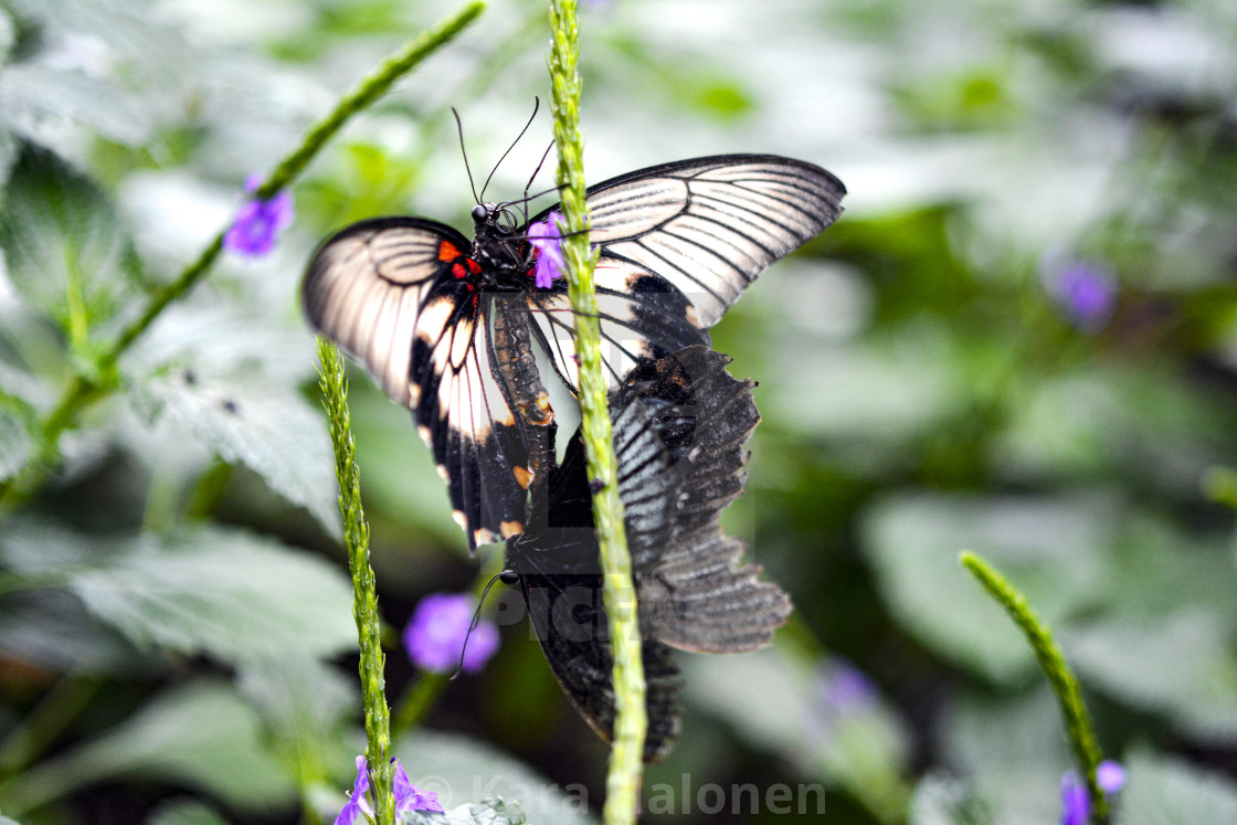 "Niagara Falls Ontario Canada Parks Butterfly Conservatory" by Kara Halonen - $15.31 "Niagara Falls Ontario Canada Parks Butterfly Conservatory" stock image