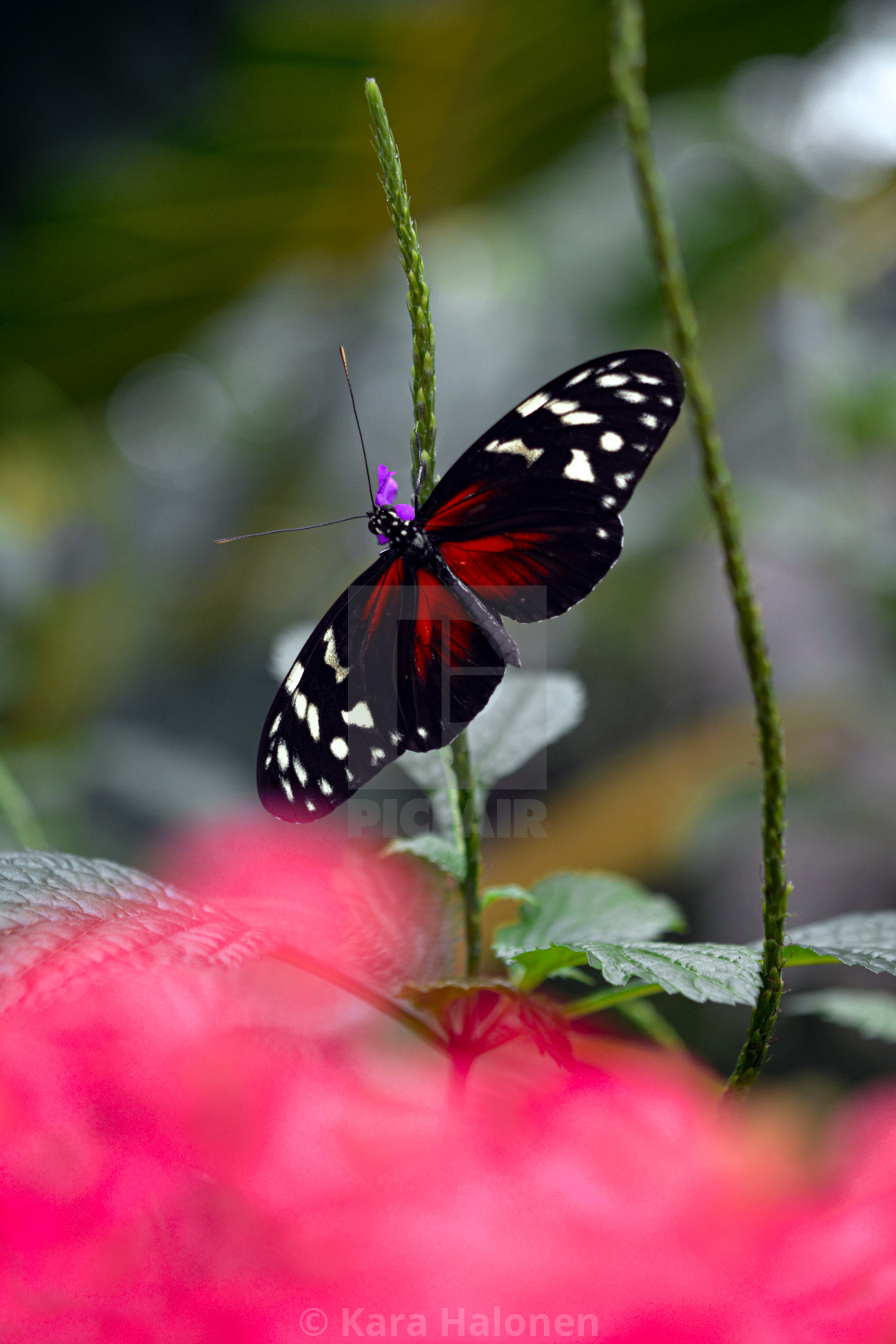 "Niagara Falls Ontario Canada Parks Butterfly Conservatory" by Kara Halonen - $15.31 "Niagara Falls Ontario Canada Parks Butterfly Conservatory" stock image