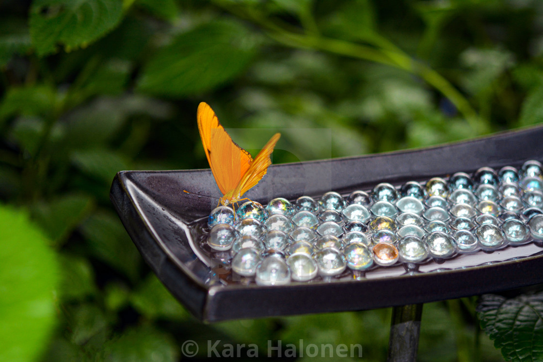 "Niagara Falls Ontario Canada Parks Butterfly Conservatory" by Kara Halonen - $15.31 "Niagara Falls Ontario Canada Parks Butterfly Conservatory" stock image