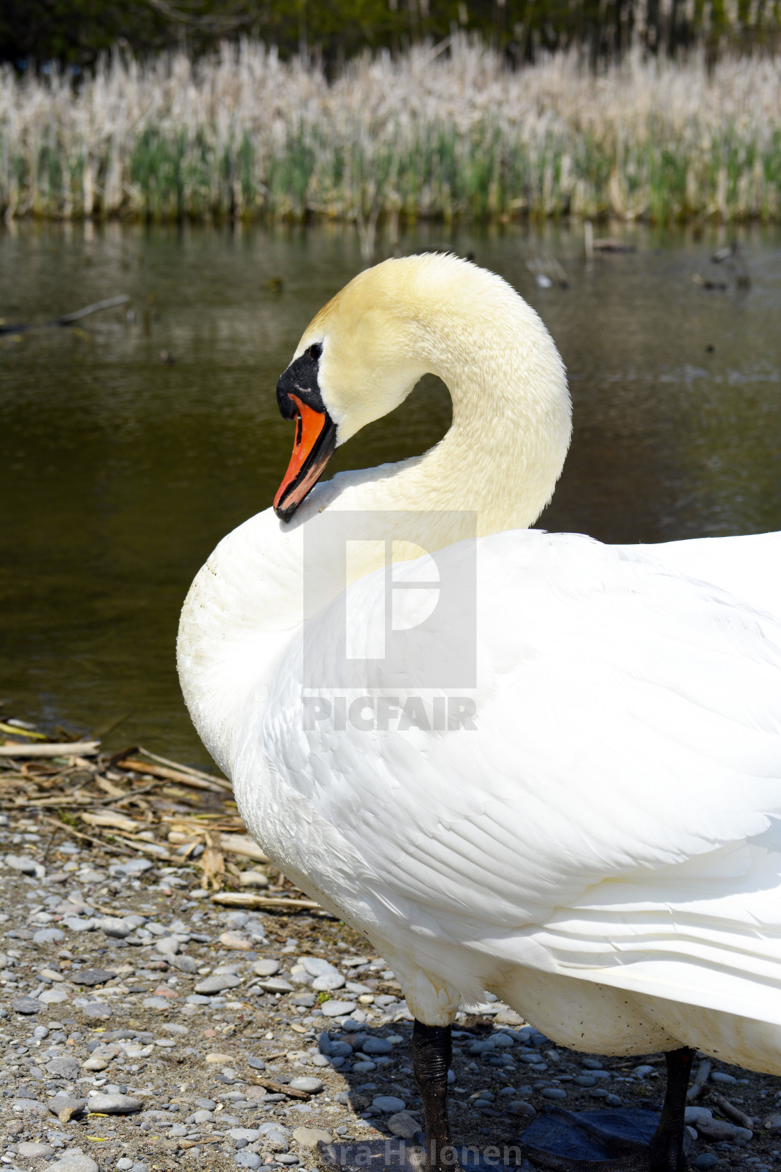 "Lynde Shores Conservation Area Whitby Ontario Canada" by Kara Halonen - $15.31 "Lynde Shores Conservation Area Whitby Ontario Canada" stock image