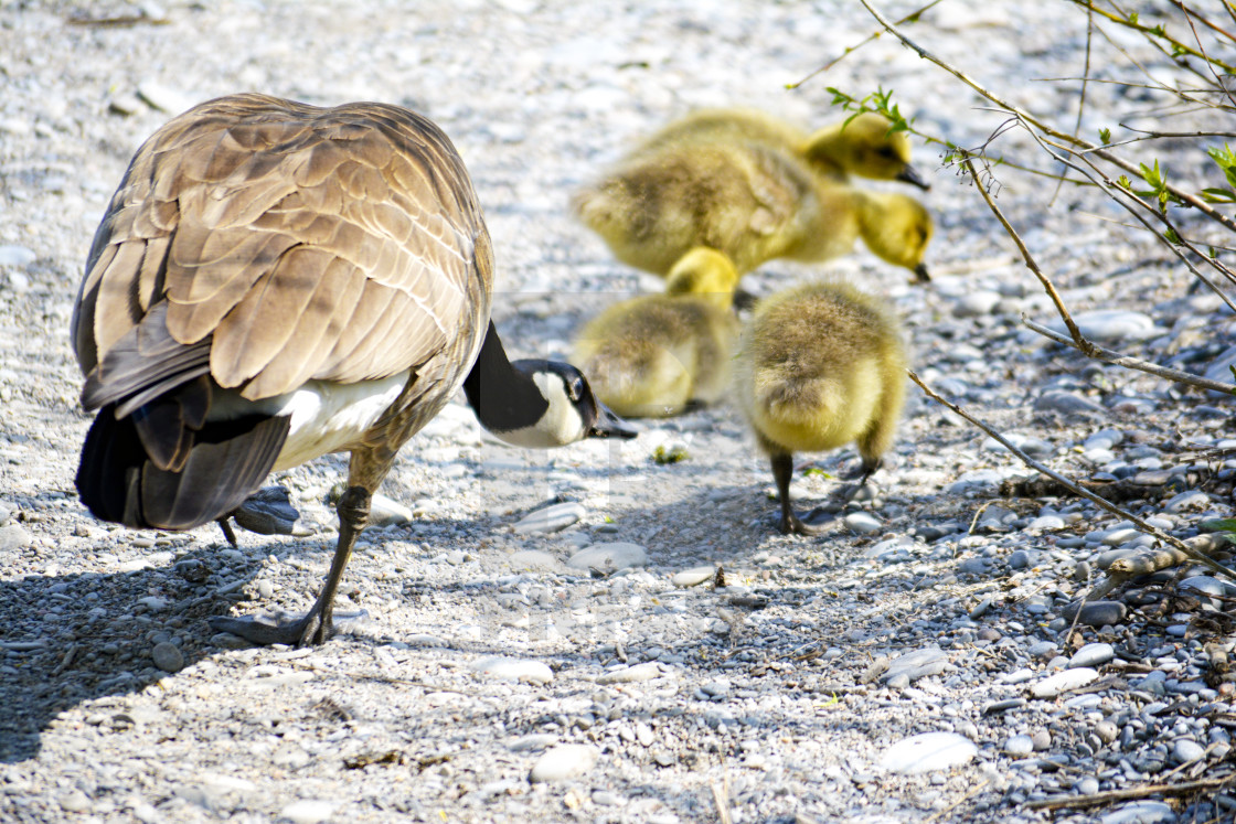 "Lynde Shores Conservation Area Whitby Ontario Canada" by Kara Halonen - $15.31 "Lynde Shores Conservation Area Whitby Ontario Canada" stock image