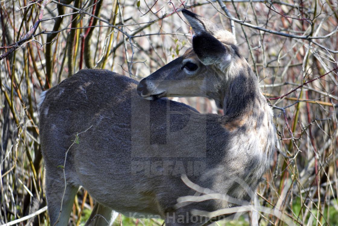 "Lynde Shores Conservation Area Whitby Ontario Canada" by Kara Halonen - $15.31 "Lynde Shores Conservation Area Whitby Ontario Canada" stock image
