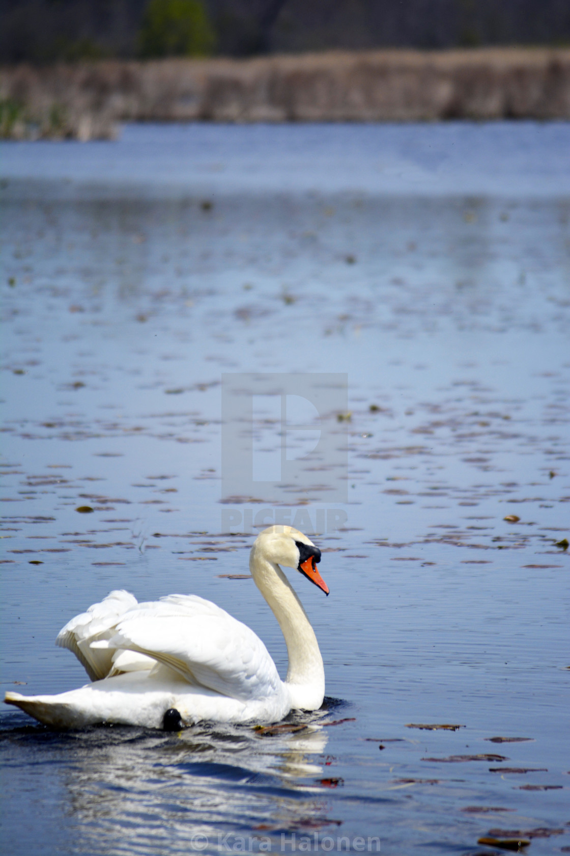 "Lynde Shores Conservation Area Whitby Ontario Canada" by Kara Halonen - $15.31 "Lynde Shores Conservation Area Whitby Ontario Canada" stock image
