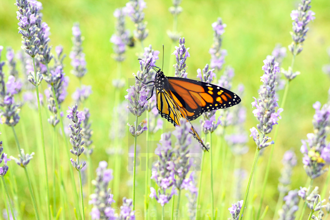"Laveanne LAVENDER FARM EXPERIENCE in Port Hope Ontario Canada" by Kara Halonen - £10.00 "Laveanne LAVENDER FARM EXPERIENCE in Port Hope Ontario Canada" stock image