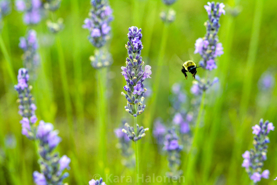 "Laveanne LAVENDER FARM EXPERIENCE in Port Hope Ontario Canada" by Kara Halonen - £10.00 "Laveanne LAVENDER FARM EXPERIENCE in Port Hope Ontario Canada" stock image