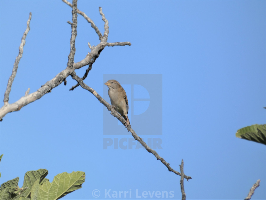 "Photo Of A Sparrow Bird On A Branch" stock image