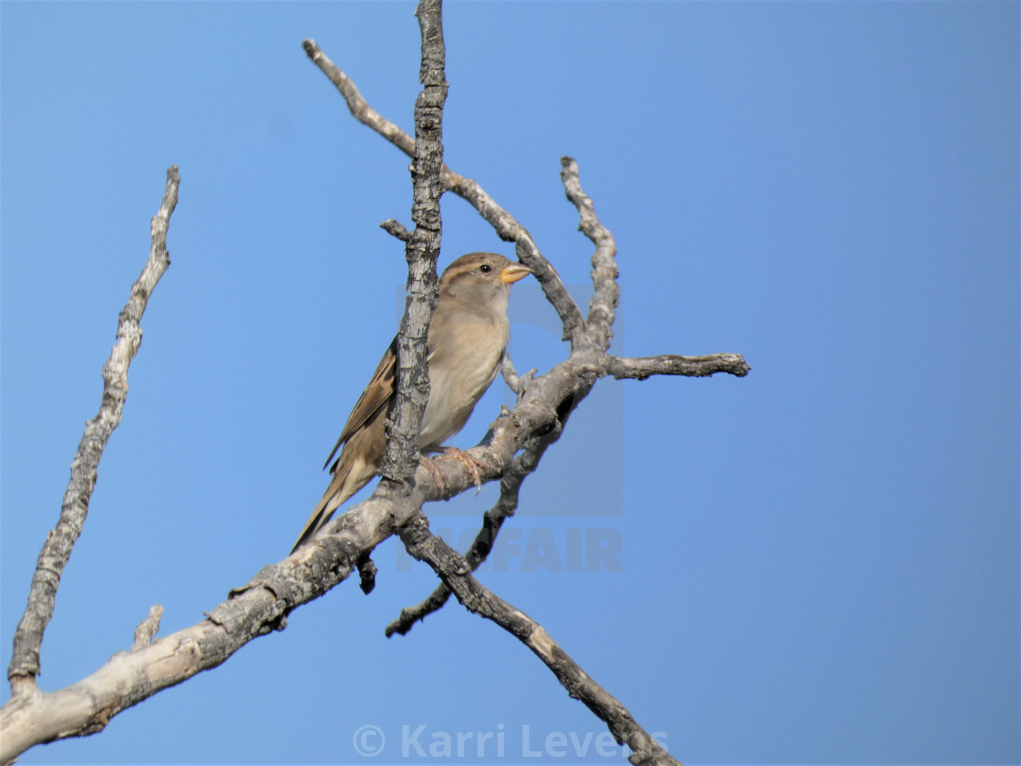 "Photo Of A Spiral Bird On A Branch" stock image