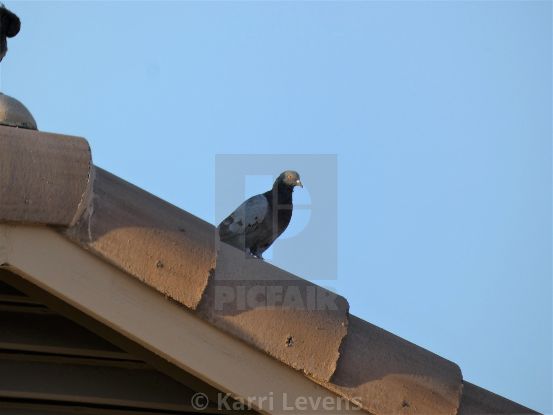 "Photo Of A Pigeon Bird On A Roof House" stock image