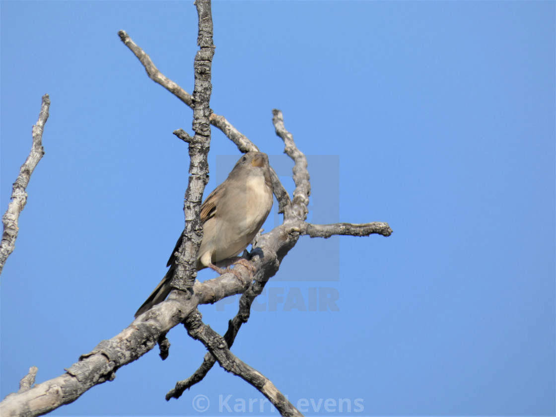 "Photo Of A Sparrow Bird On A Branch" stock image