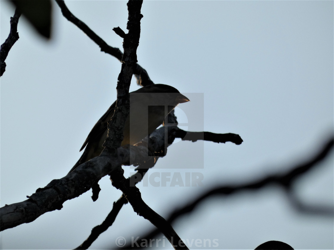 "Dark Silhouette Bird In A Tree" stock image