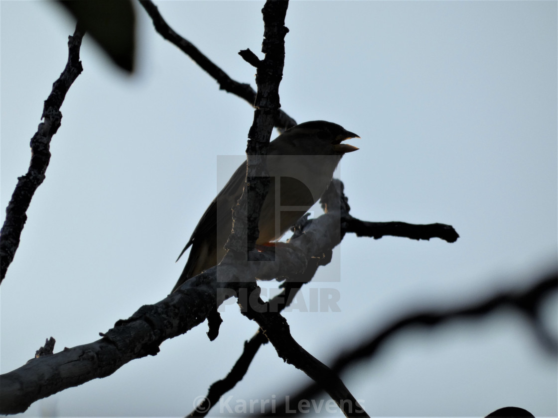 "Dark Silhouette Bird In A Tree" stock image