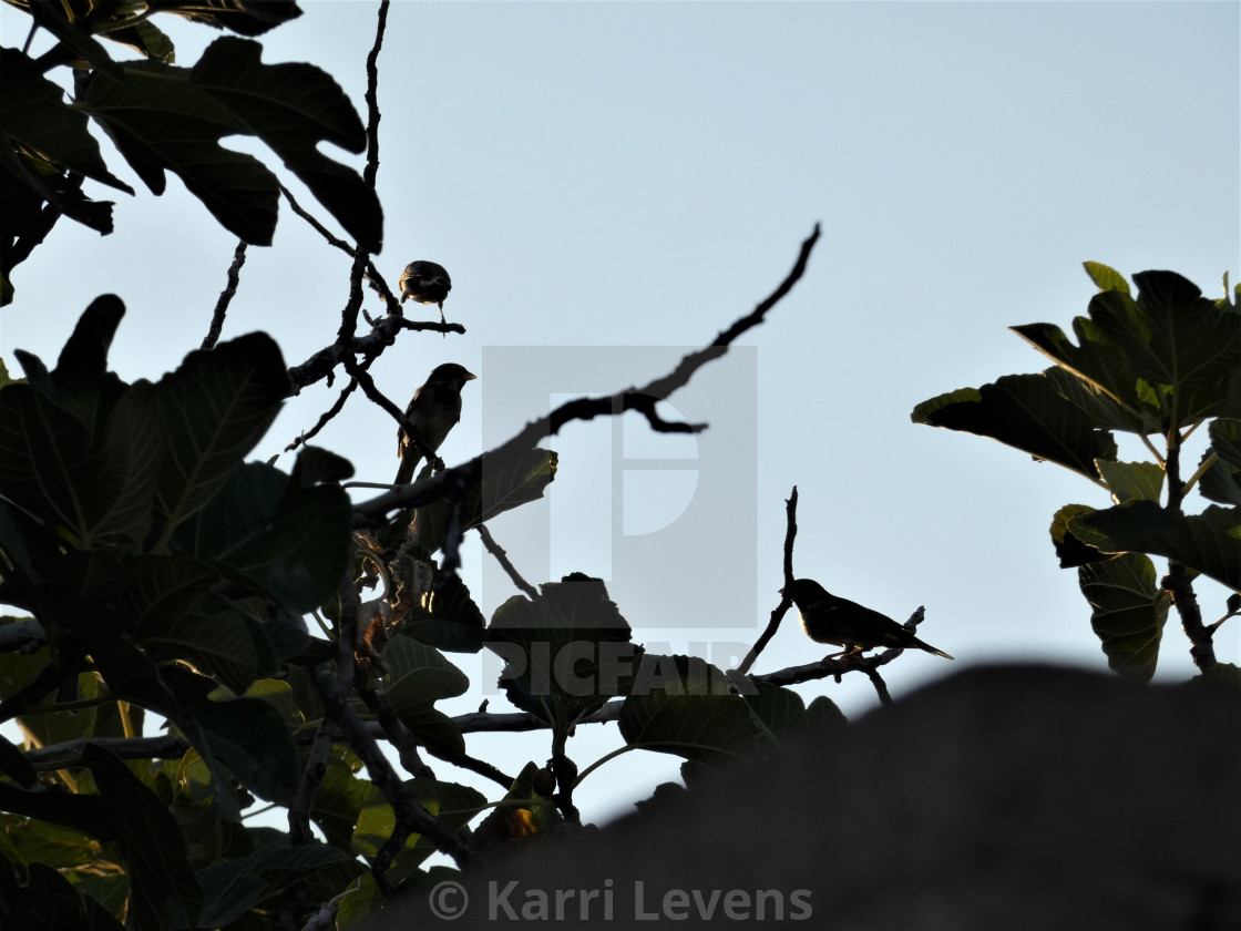 "Group Of Dark Silhouette Bird's In A Tree" stock image