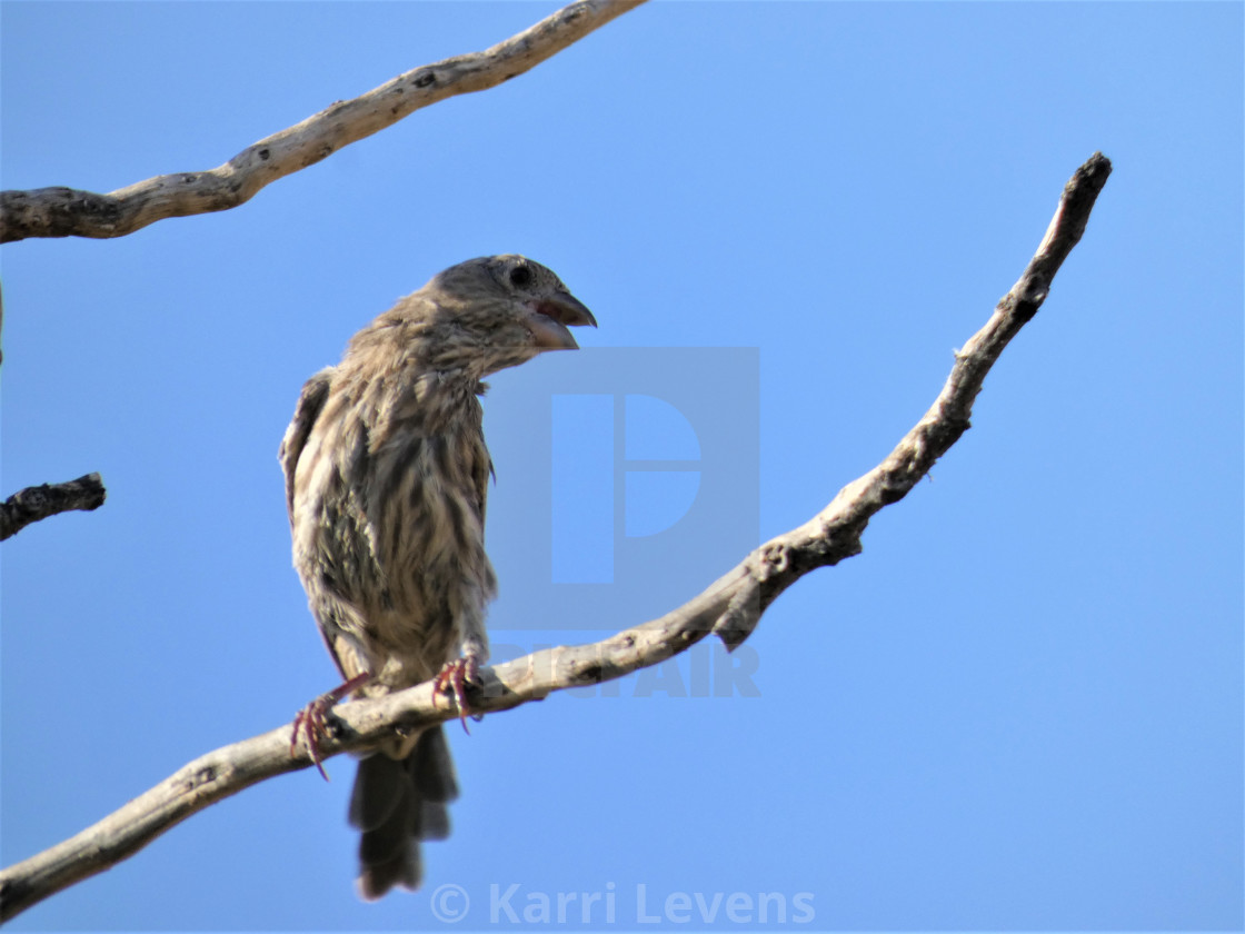 "Photo Of A Bird On A Branch Tree" stock image