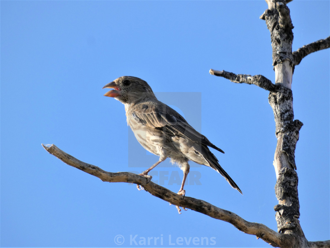 "Photo Of A Bird On A Branch Tree" stock image